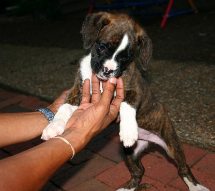 Ferocious