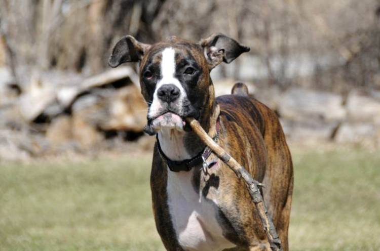 Fetch 1