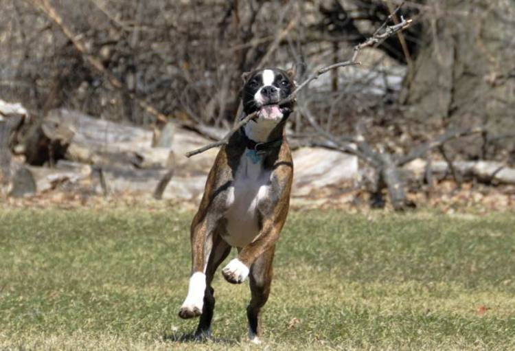 Fetch 2