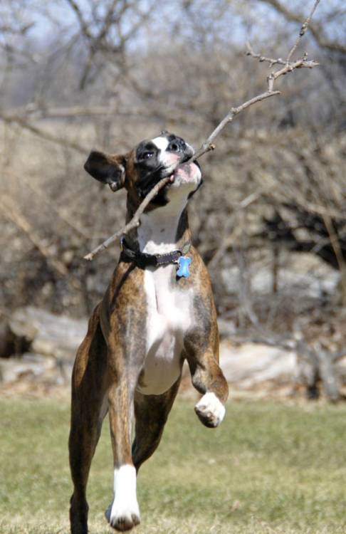 Fetch 3