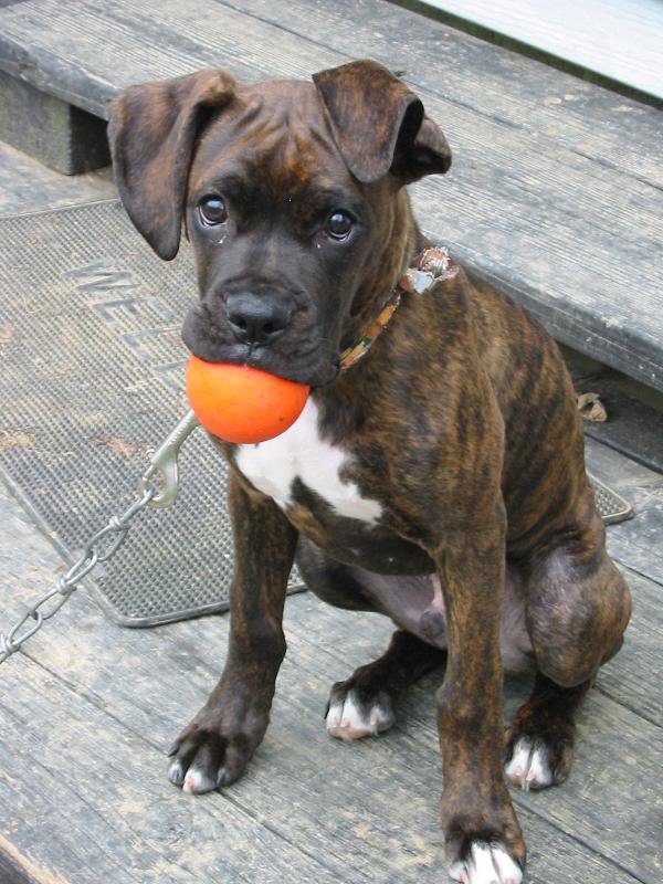 Fetch Please...