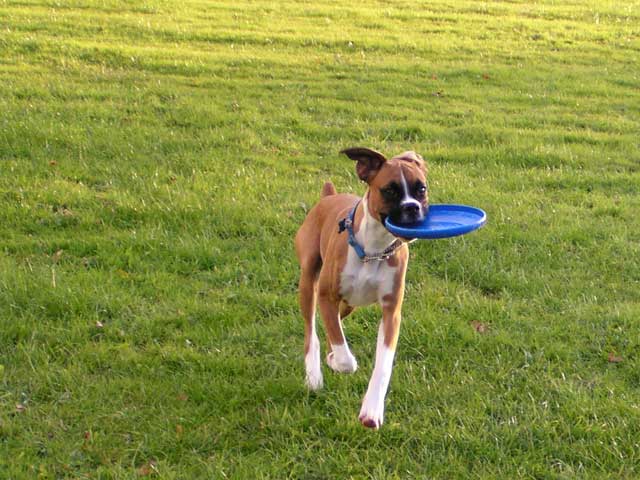 Fetch