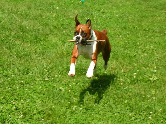 fetch