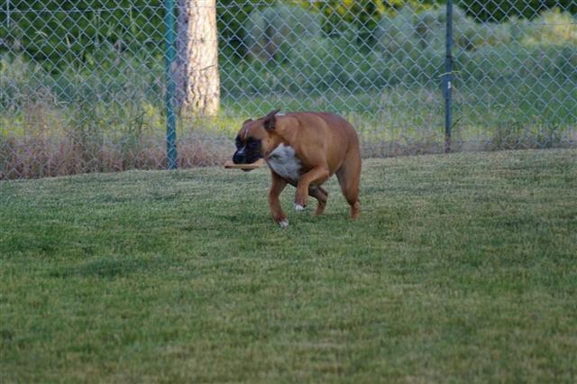 FETCH!