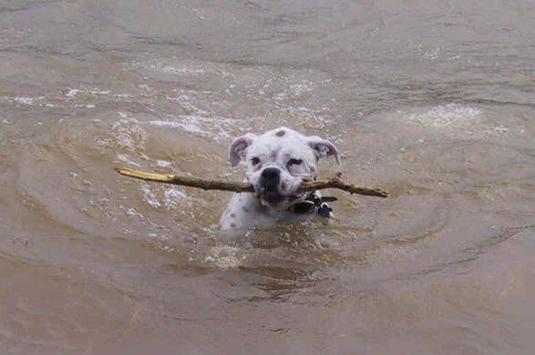 Fetch!