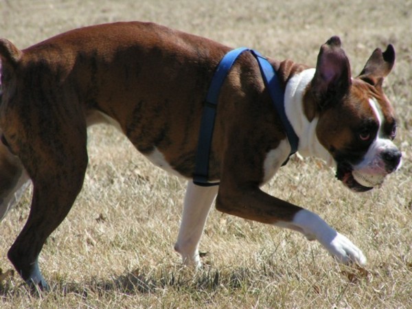 Fetch