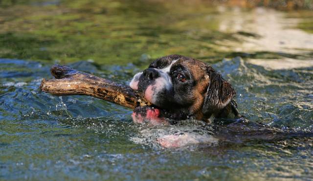 fetching