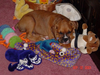 Find the Puppy