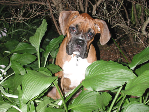 Finley in the bushes