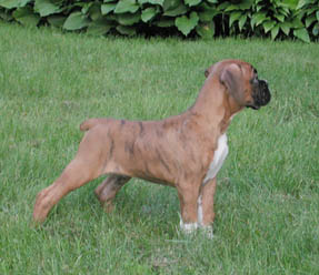 Finley