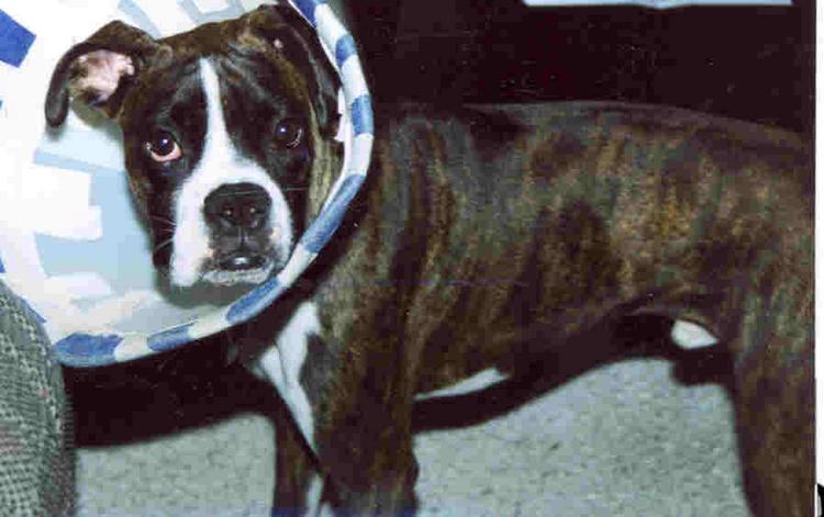 Finn after surgery