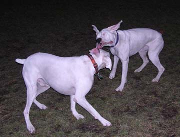 Finn and his buddy George again