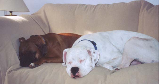 Finn and his sister Nessa napping after play