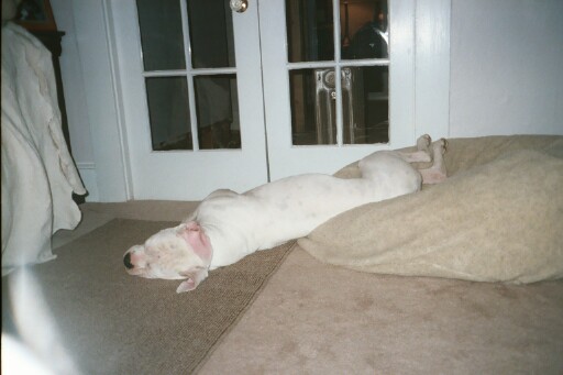 Finn falling off his bed asleep