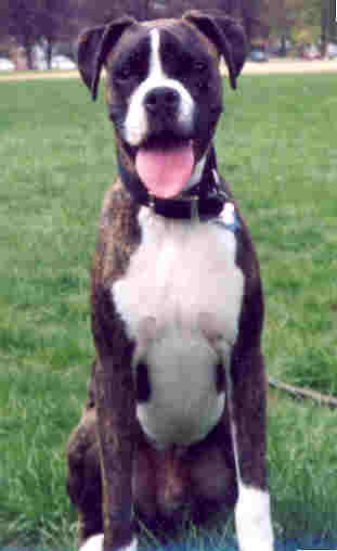 Finn in the Park