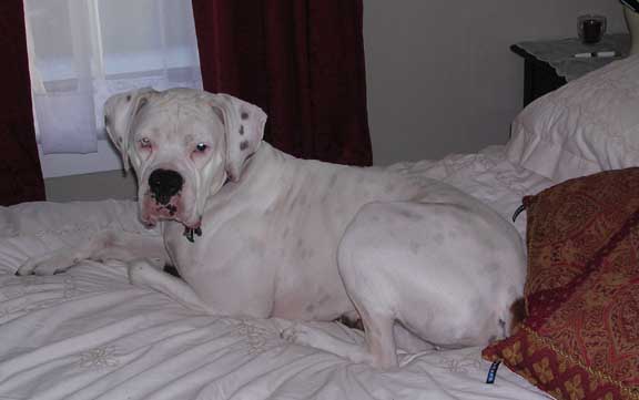 Finn looking very handsome and comfortable on my bed