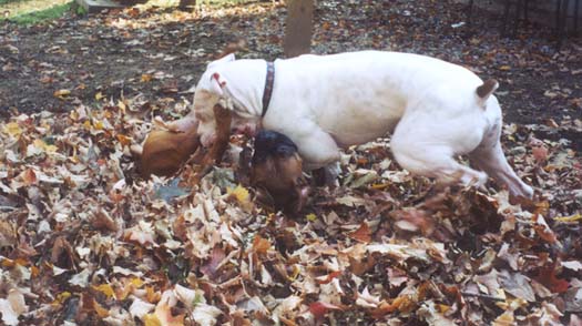 Finn & Nessa playing in the leaves
