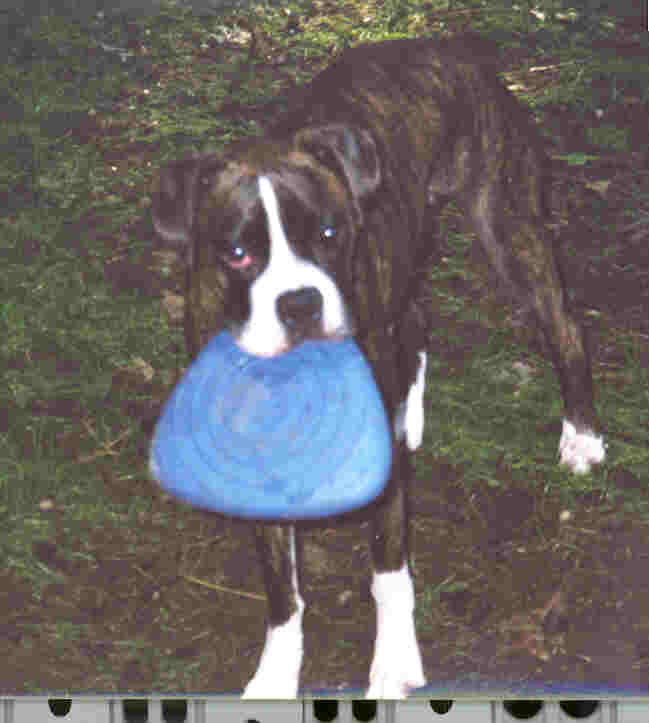 Finn playing in the backyard