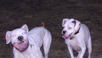Finnegan and his buddy George