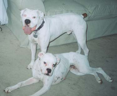 Finnegan & Buster