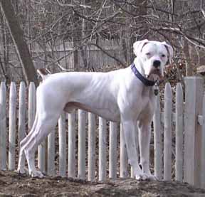 Finnegan - king of the hill :)