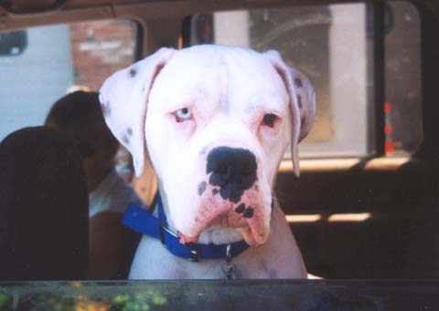 Finnegan