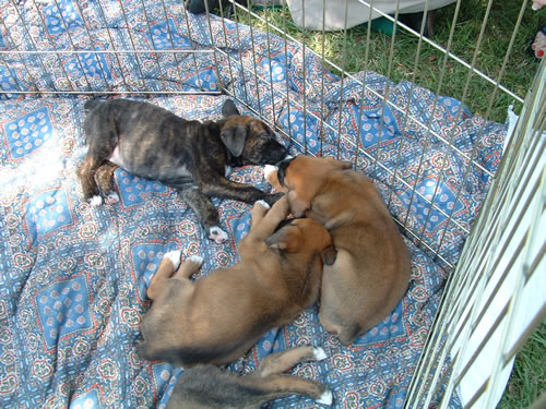 Finnian and his littermates