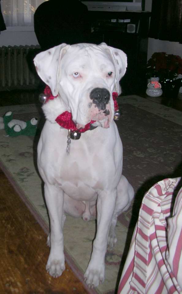 finnxmas4