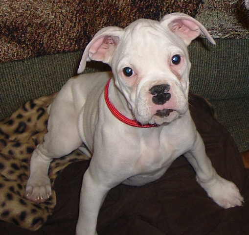 Fiona