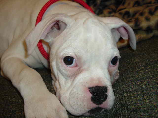 Fiona