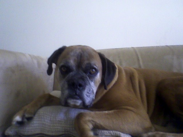 Fionn
