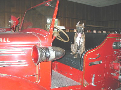 Fire Dog #2