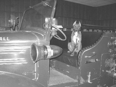 Fire Dog