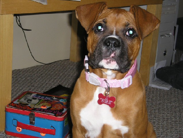 First Big Girl Collar
