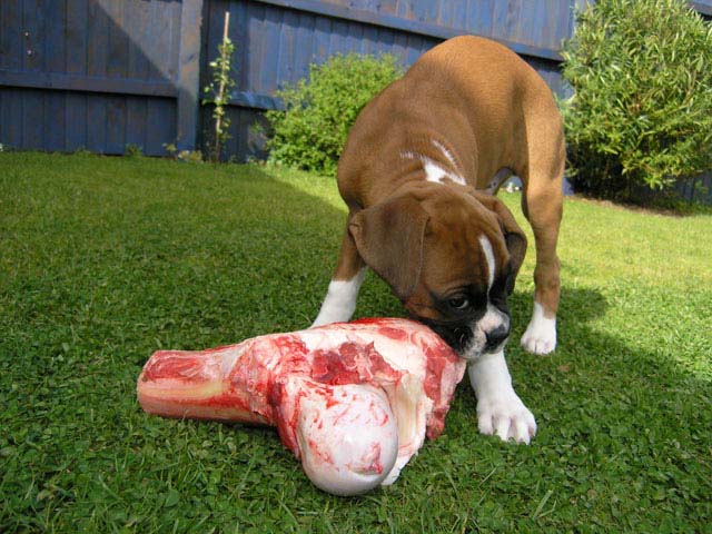 First Bone!