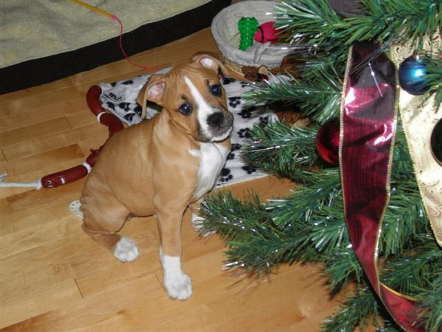 First Christmas
