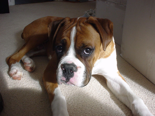 first day at new home (2)