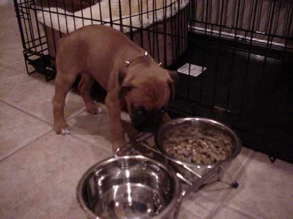First dinner at his new home