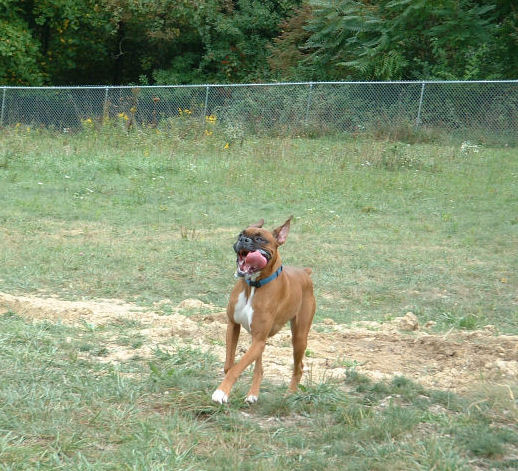 First Dog Park Trip