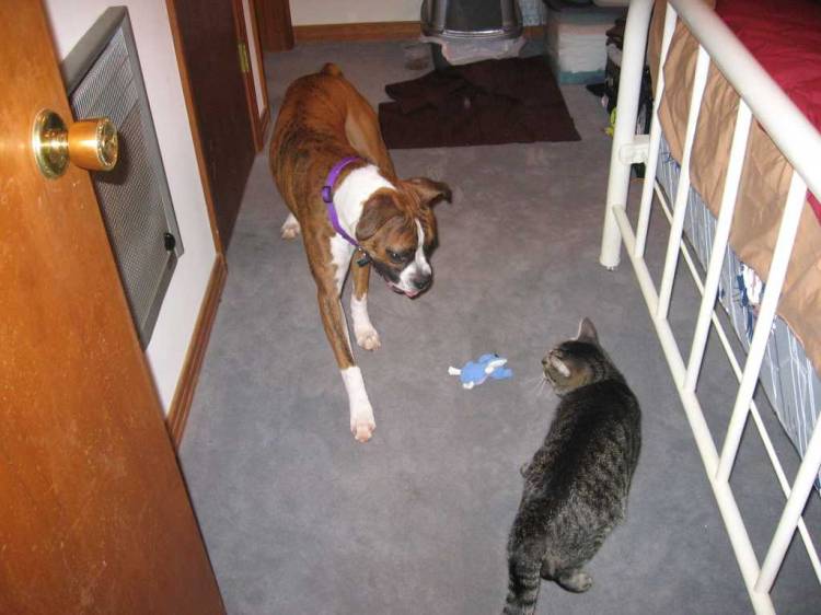 First encounter with a cat!