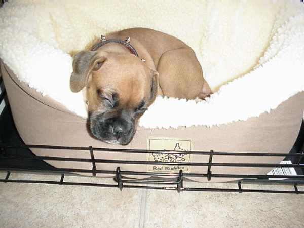 First nap in new bed