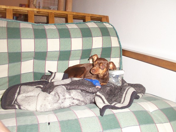 first night home