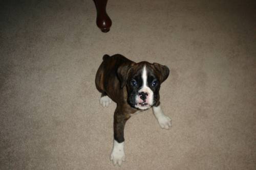 First Night Home