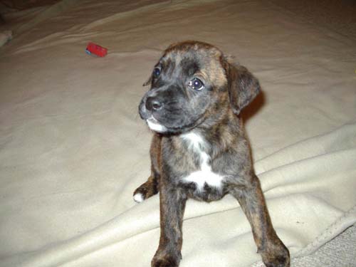 First night home