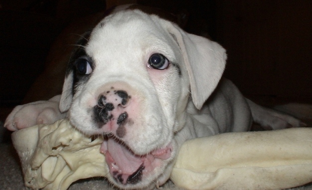 First Night with Rosco