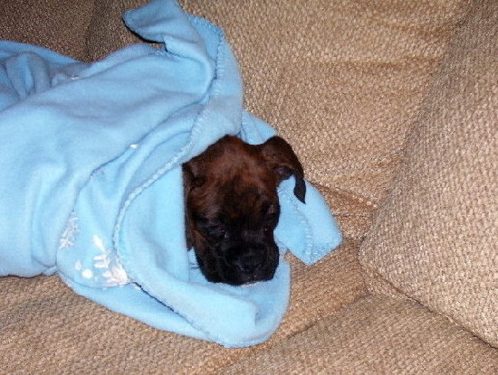 First Night