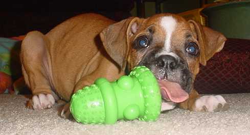 First peanut butter kong
