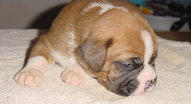 First picture of Bruce - 2.5 weeks
