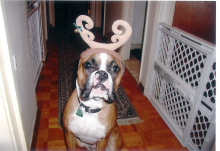 First Puppy Christmas