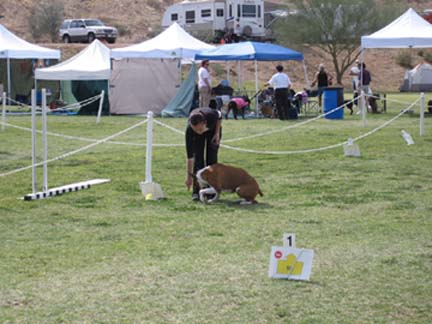 First Rally Obedience Trial